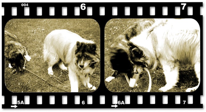 Sibling Rivalry Film Strip copy